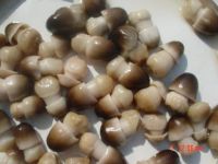 Sell Canned Straw Mushrooms