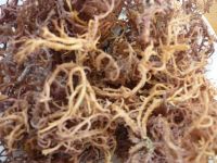 Sell  dried seaweed with different kind from vietnam