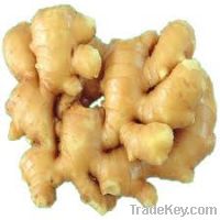 Offer for fresh ginger from Vietnam