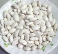 Sell white bean, big size