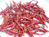 Sell dry red Yunnan Chili