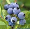 Sell bilberry extract 25% Anthocyanidins