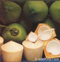 Sell Fresh Coconuts--Tender Coconuts & Semi-Husked Coconuts