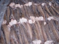 Sell Fish Hake (Merlusious hubbsi)