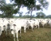 Sell Live Cattle