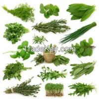 Ayurvedic Herbs