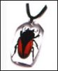 Sell Insect amber jewelry-Pendant