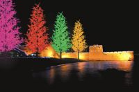 Sell LED Tree Light - Cypress Tree