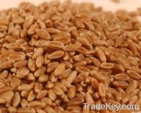 Australian Wheat APH1 Australian Prime Hard wheat APH2 APW1 APW2 Austr