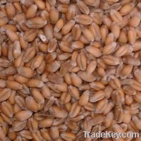 organic feed wheat