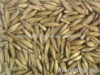 BAMBOO SEED