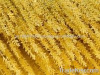 PALM SEED