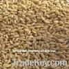 Australian organic wheat grain