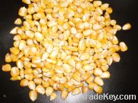  Maize | Maize Exporter | Corn Grain Seller | Maize Buyer | Bulk Maize Grain Importer | Corn bean Buyer | Corn bean Wholesaler | Corn Grain Manufacturer | Best Quality Corn Grain | Cheap Maize Supplier | Low Price Corn | Yellow Corn | White Cron | Baby Ma