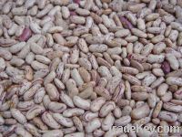 light speckled kidney beans long