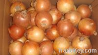 Fresh Onion for Sale