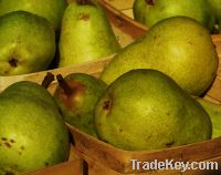 Fresh Pears for sale