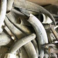 African Natural Black & White Clean Cow Horns