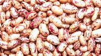 Light Speckled Kidney Beans Market Price