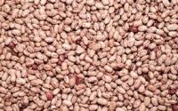 speckled kidney beans sugar bean pinto bean for sale