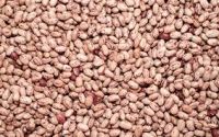 97% Purity Light Speckled Kidney Bean Long Shape LSKB