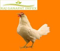 BEST CHOICE FOR HATCHING LAYER CHICKEN EGGS EXPORTER, WHOLESALER,
