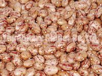Sell  light speckled kidney beans(round shape0