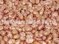 Sell Light Speckled Kidney Beans( Long Shape, Round Shape)