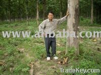 Sell Teak Planttation