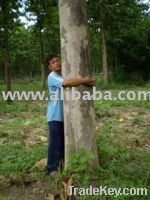 Sell Teak Planttation Land