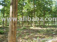 Sell Teak land