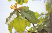 Sell Magnolia Bark P. E. (Magnolol+Honokiol 90%)