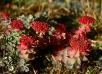 Sell Rhodiola *****3% Rosavins