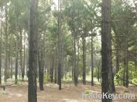 Selling Pitch pine forest