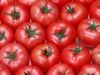 Sell lycopene(tomato extract)