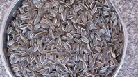 Sell striped sunflower seeds 909