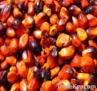 Palm Nut