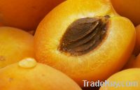 Apricot Kernel Oil