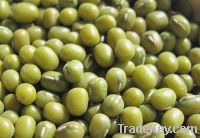 Mung Bean