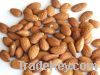 Apricot Kernel Almonds