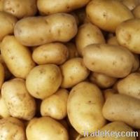 Fresh Potatoes