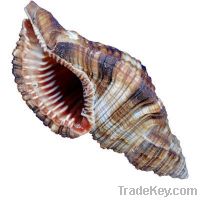 Sell Triton seashell