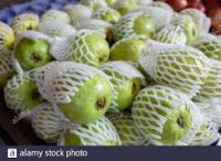 Fresh Guava