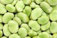 Broad Beans