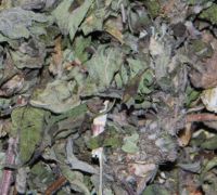 motherwort (dried culticated medical plant material)
