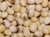 soybean (agricultural cultivated raw material)