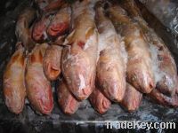 Sell Yellow Croaker