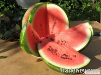 Sell fresh water-melons