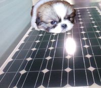Sell good quality solar panels