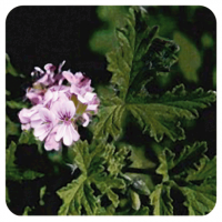 GERANIUM ESSENTIAL OIL